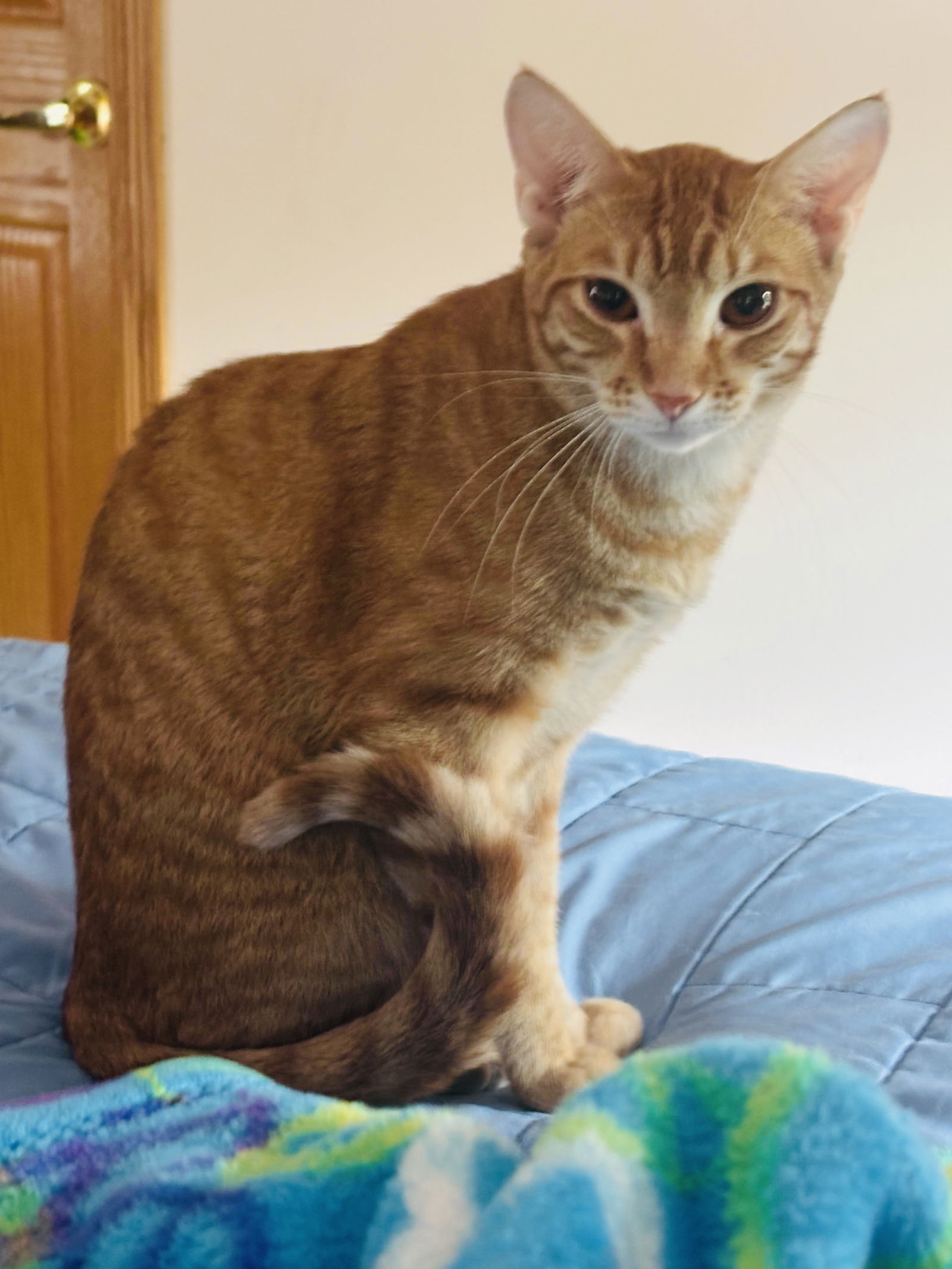 adoptable Cat in Princeton, MN named Nemo