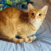Nemo - Photo 6