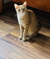 Nemo - Photo 3