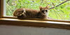 Nemo - Photo 5