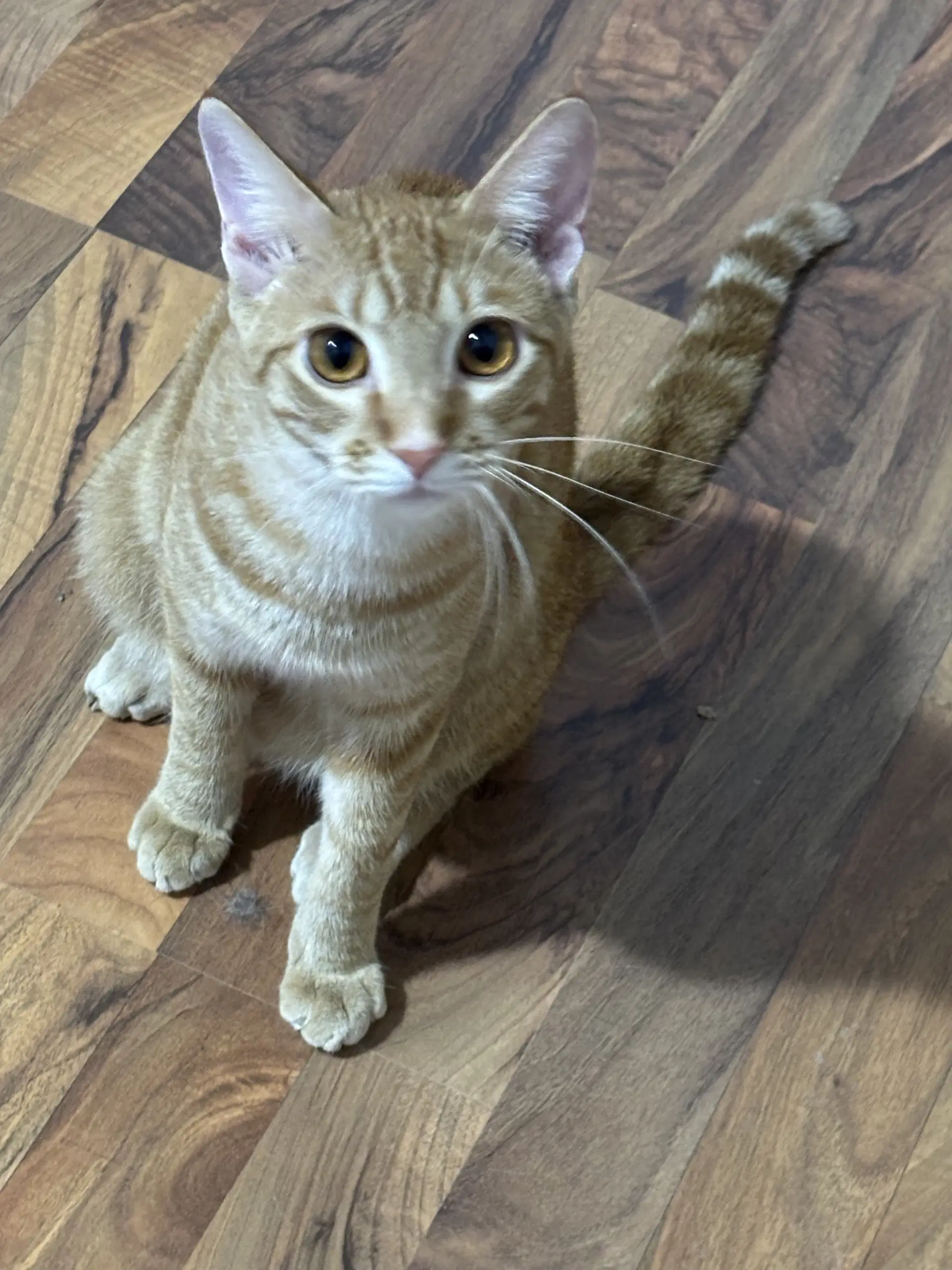Nemo - Tabby