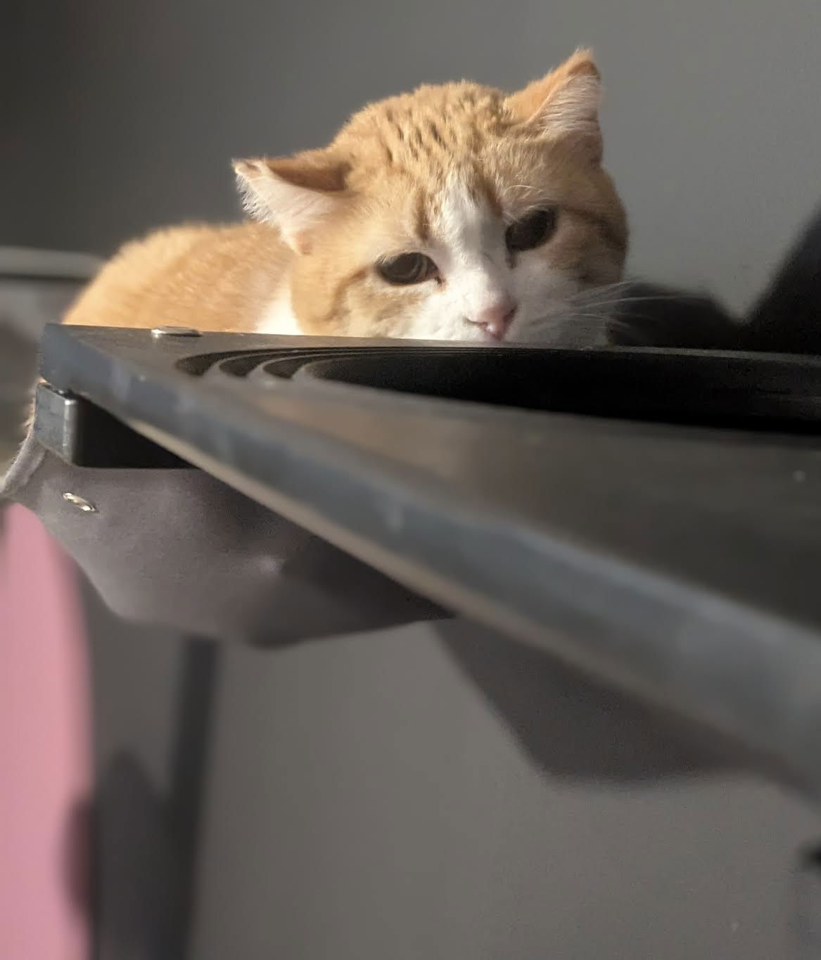 adoptable Cat in Princeton, MN named Shelli