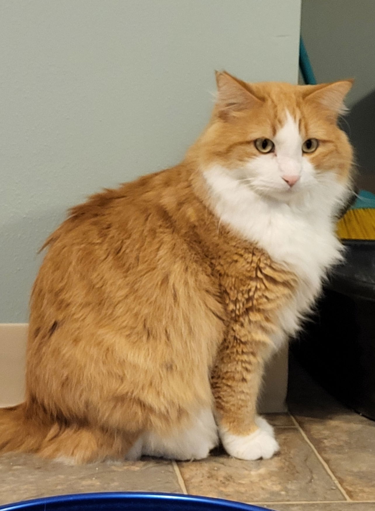 adoptable Cat in Princeton, MN named Marks