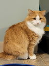adoptable Cat in  named Marks