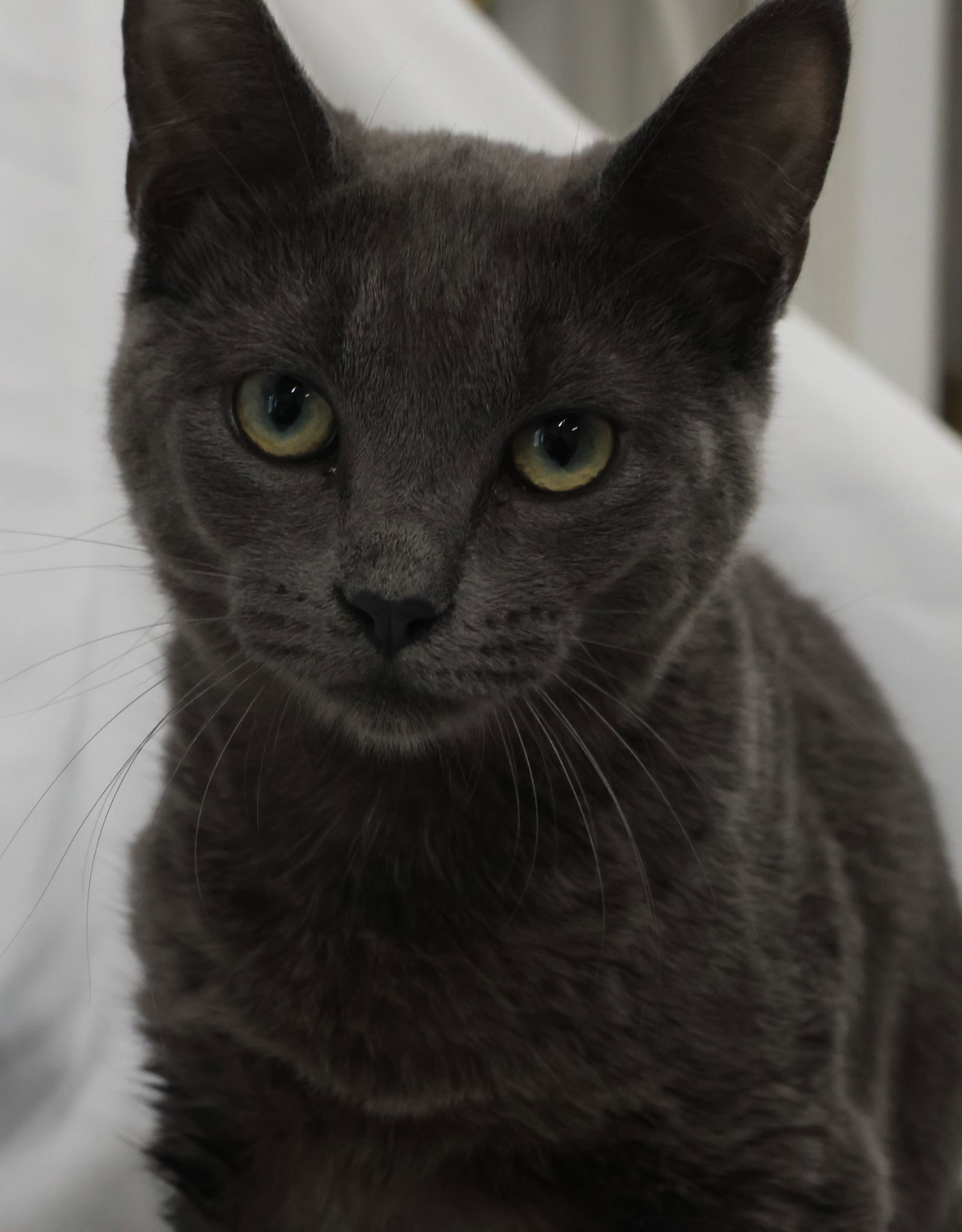 adoptable Cat in Princeton, MN named Gia