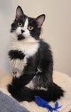 adoptable Cat in , MN named Artie