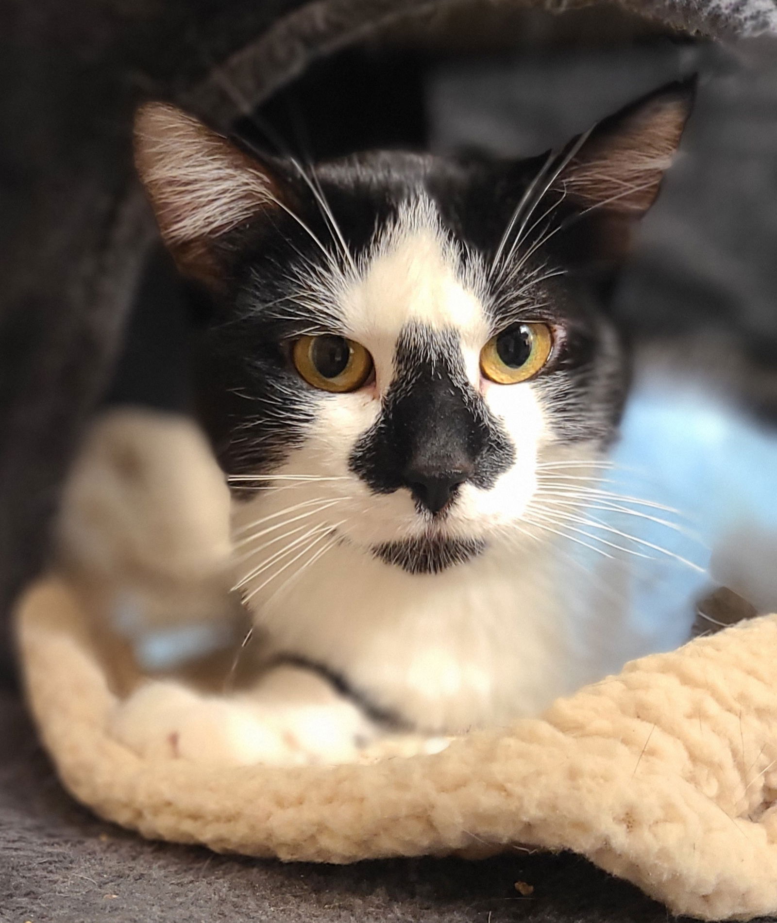 adoptable Cat in Princeton, MN named Mr. Poe