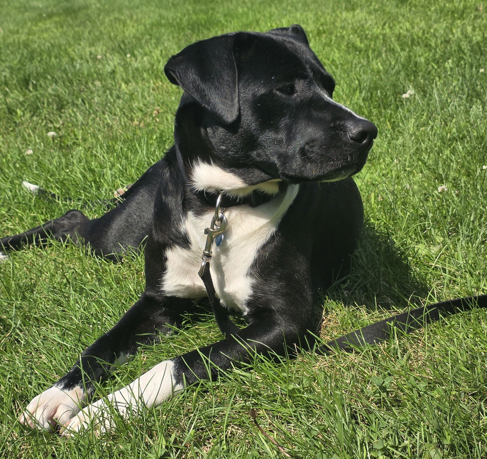 adoptable Dog in Princeton, MN named Lucas