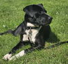 adoptable Dog in  named Lucas