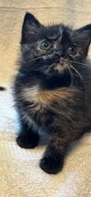 adoptable Cat in princeton, MN named Echo