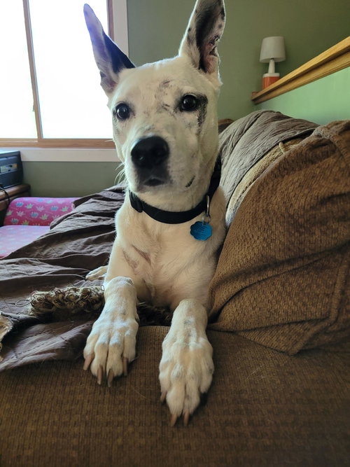 picture of the dog needing adoption