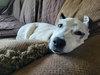 Mrs. Moose - Photo 9