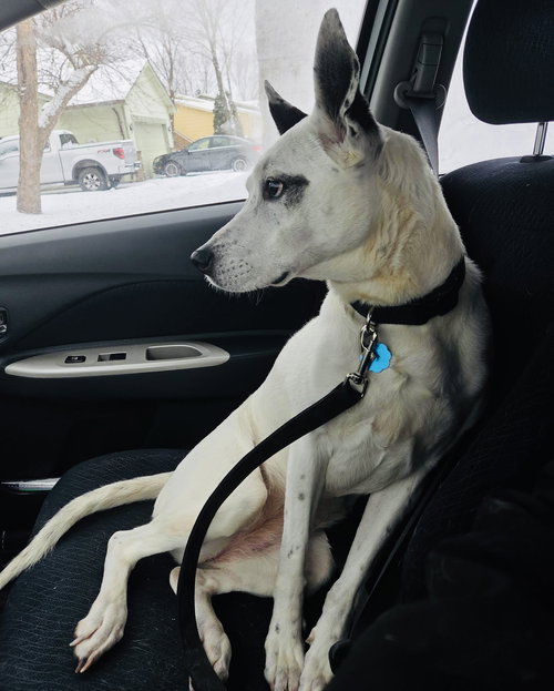 MRS. MOOSE - Shepherd / Hound available for adoption