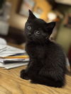 adoptable Cat in Princeton, MN named Jimm