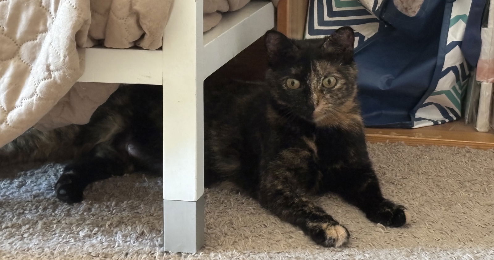 adoptable Cat in Princeton, MN named Maple