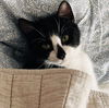 adoptable Cat in , MN named Smudgie Pie