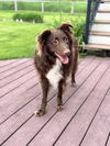 adoptable Dog in  named Cocoa