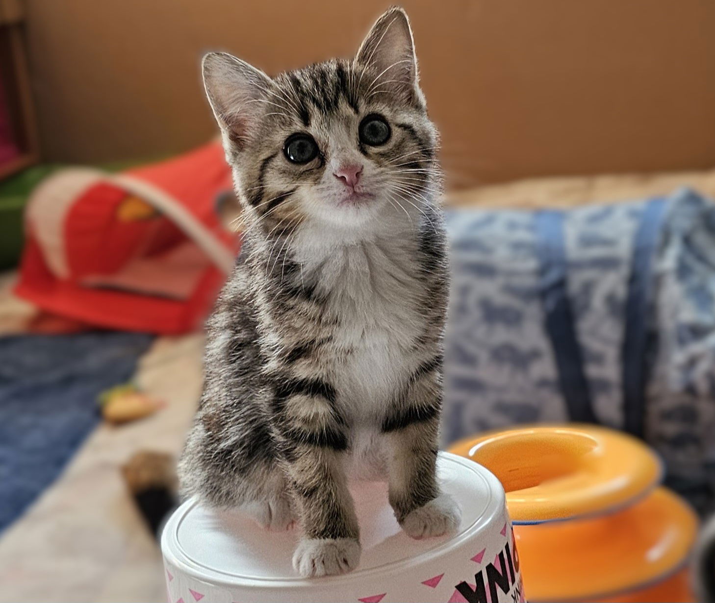adoptable Cat in Princeton, MN named Dom