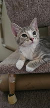 adoptable Cat in princeton, MN named Tej