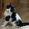 adoptable Cat in princeton, MN named Violet