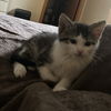 adoptable Cat in princeton, MN named Guillermo