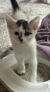 adoptable Cat in princeton, MN named Junior