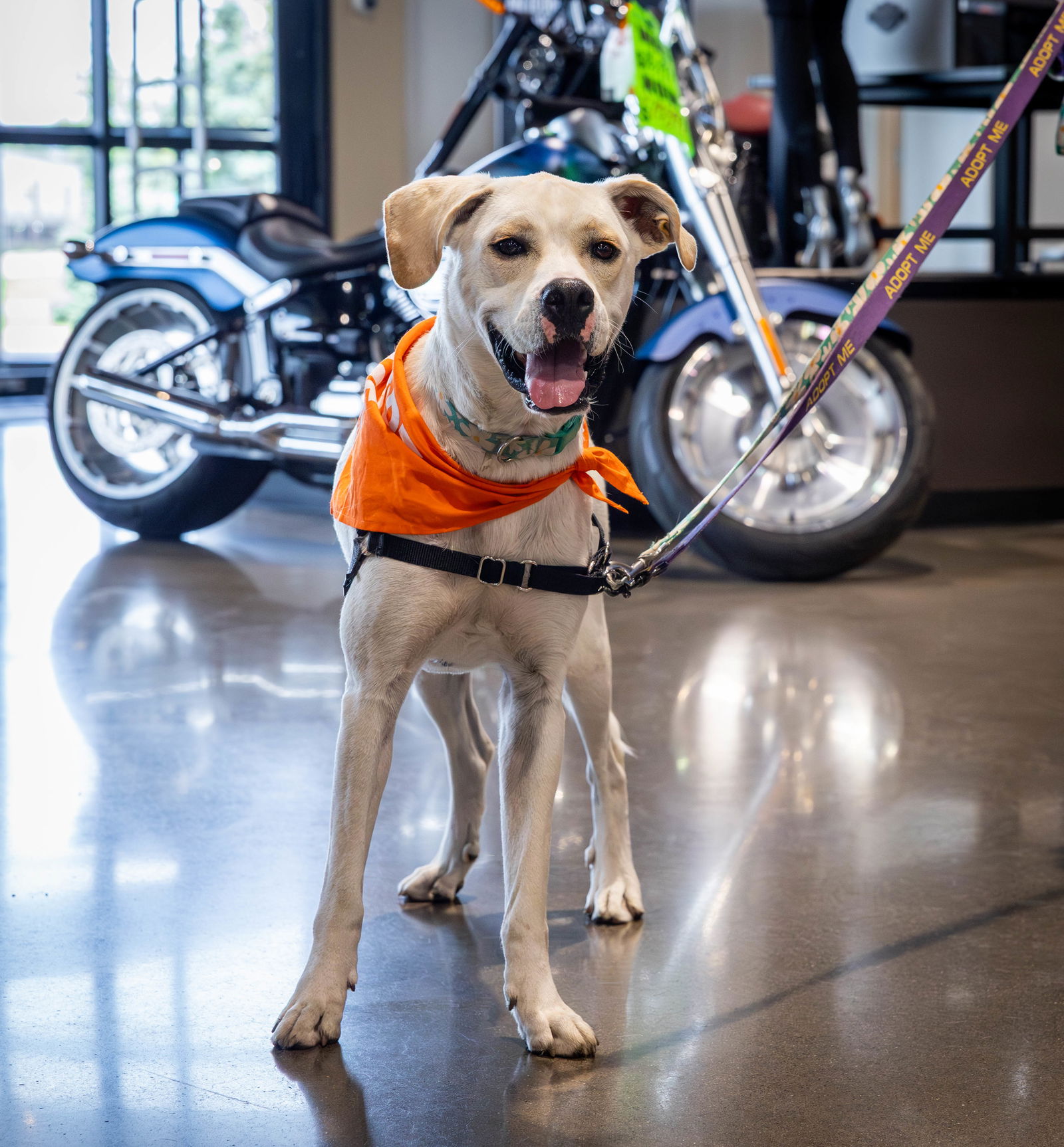 adoptable Dog in Princeton, MN named Luna Selene