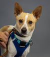 adoptable Dog in  named Solovino