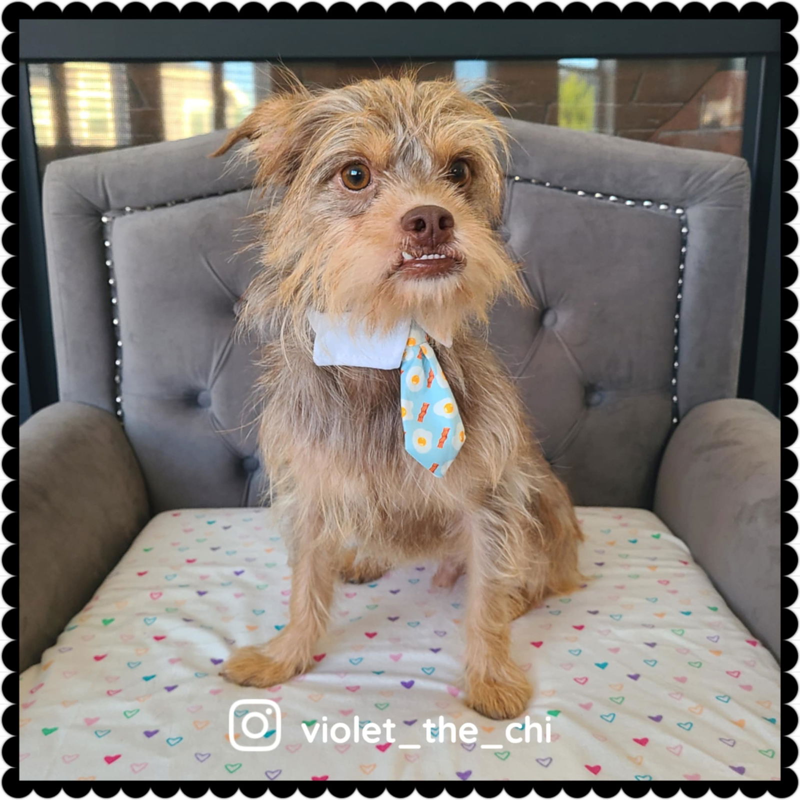 adoptable Dog in Princeton, MN named Beaver
