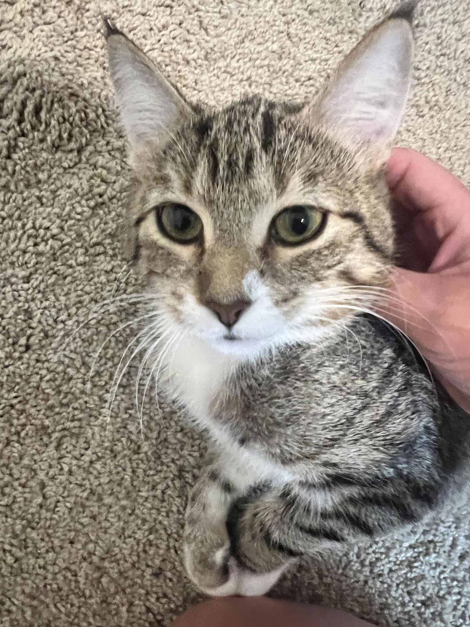 adoptable Cat in Princeton, MN named Birdie