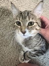 adoptable Cat in princeton, MN named Birdie