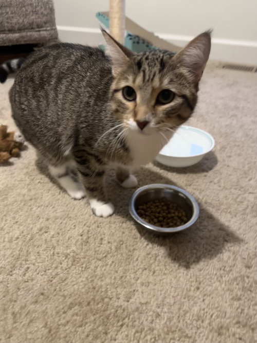 picture of the cat needing adoption