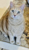 adoptable Cat in princeton, MN named Blue Dahlia
