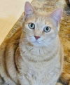 adoptable Cat in , MN named Blue Dahlia