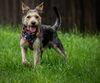 adoptable Dog in princeton, MN named Wallie