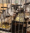adoptable Chinchilla in princeton, MN named Stormy