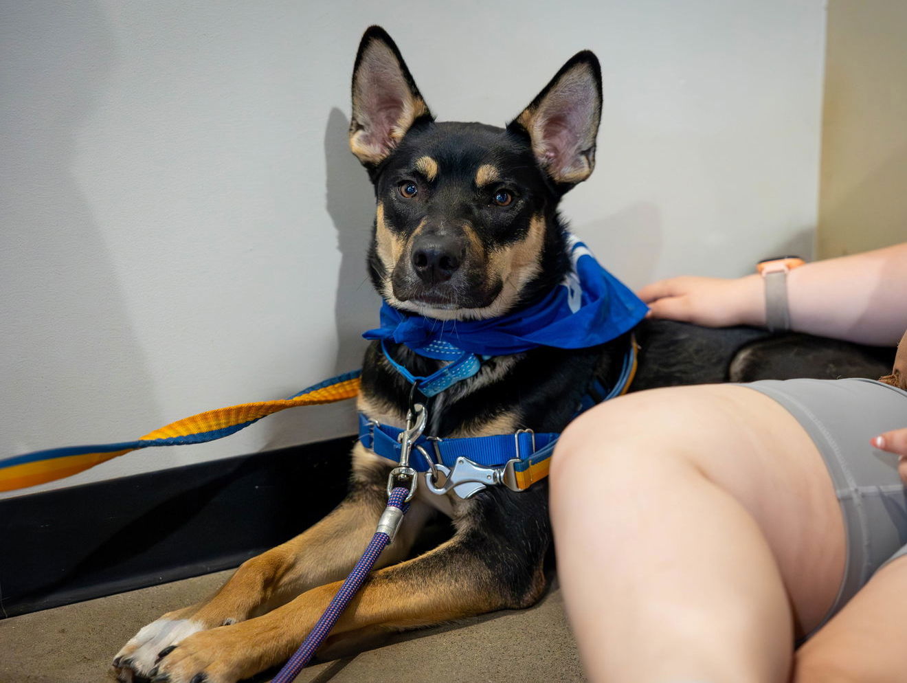 adoptable Dog in Princeton, MN named Sprout