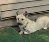 adoptable Dog in , MN named Solo Vanilla