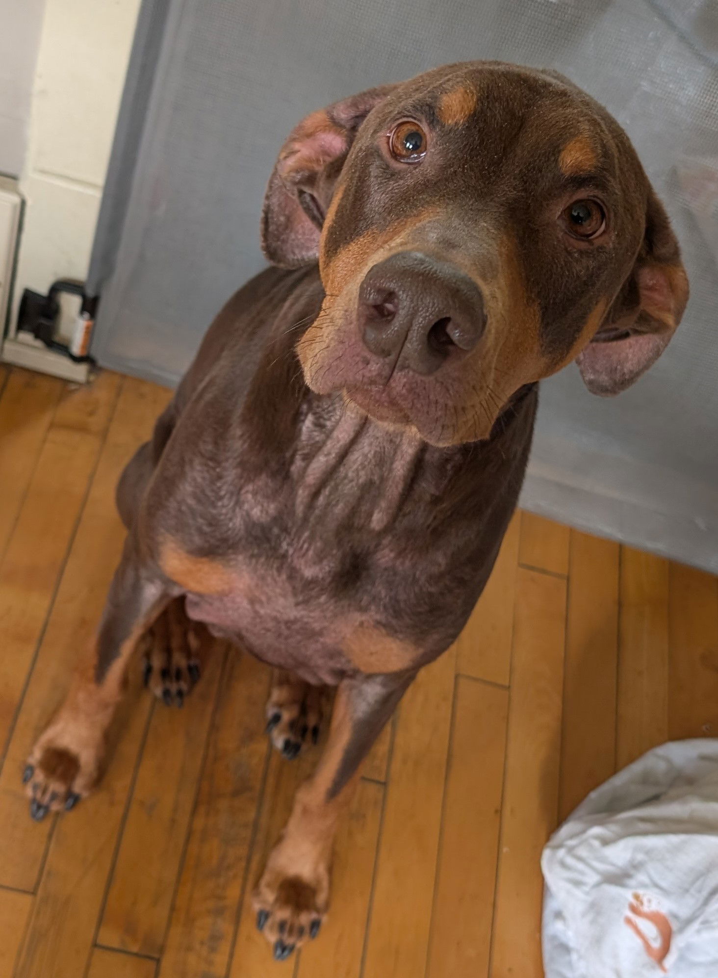 adoptable Dog in Hugo, MN named Milla