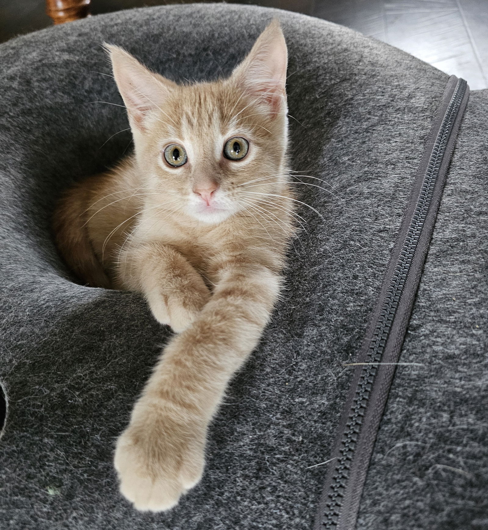 adoptable Cat in Princeton, MN named Baxter