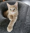 adoptable Cat in , MN named Baxter
