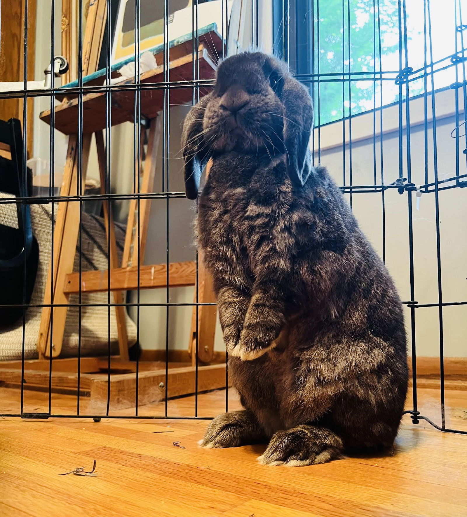 adoptable Rabbit in Princeton, MN named Montgummery Suds