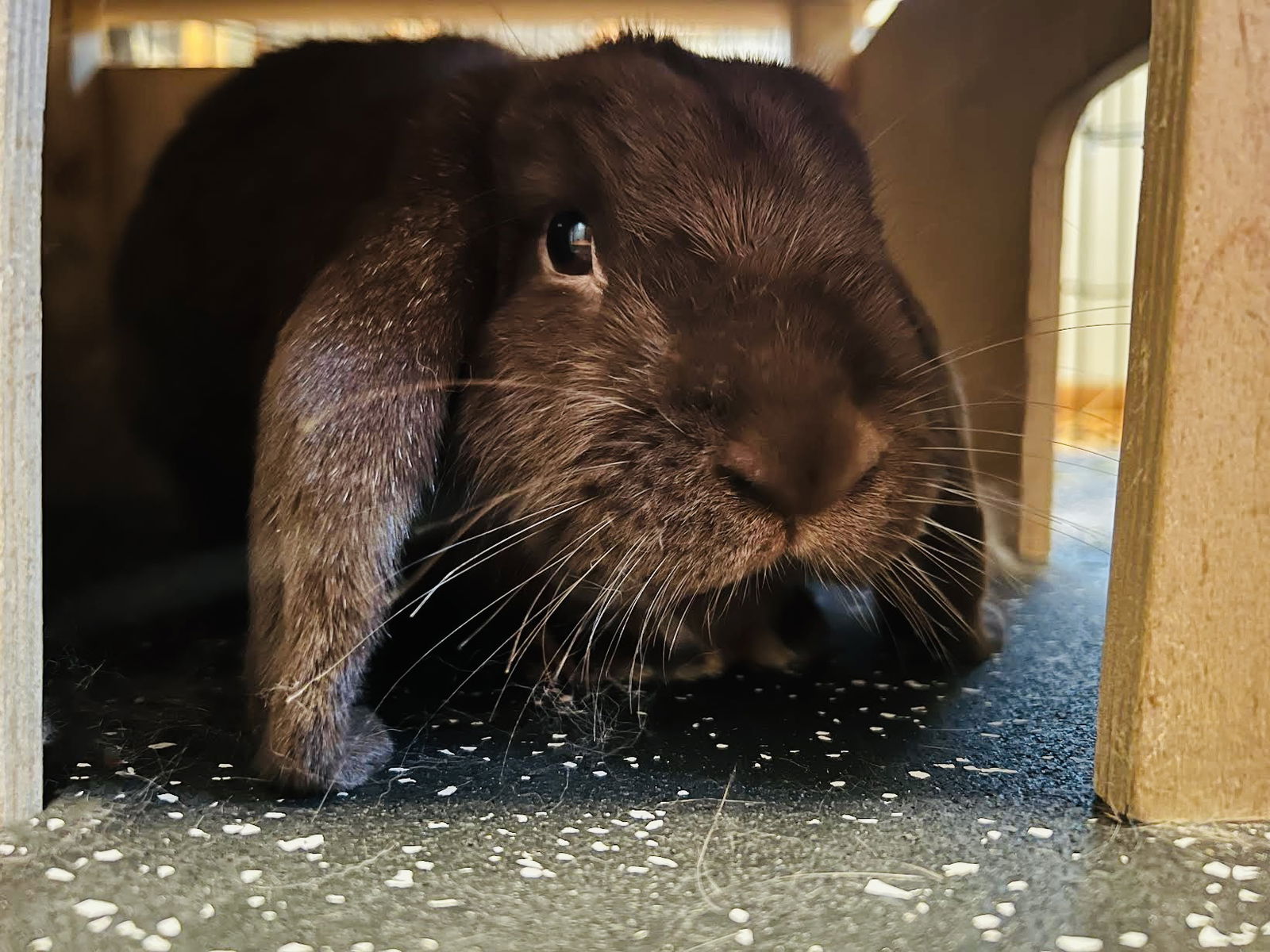 adoptable Rabbit in Princeton, MN named Olivia