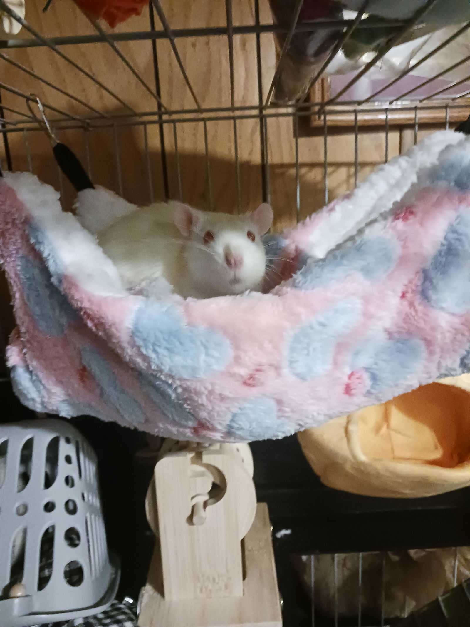 adoptable Rat in Princeton, MN named Jelly