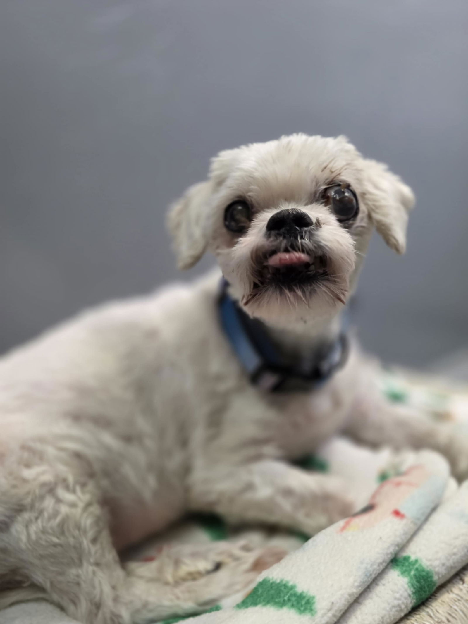 adoptable Dog in Princeton, MN named Emma