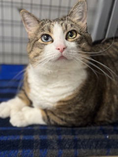 adoptable Cat in Princeton, MN named Miss Molly