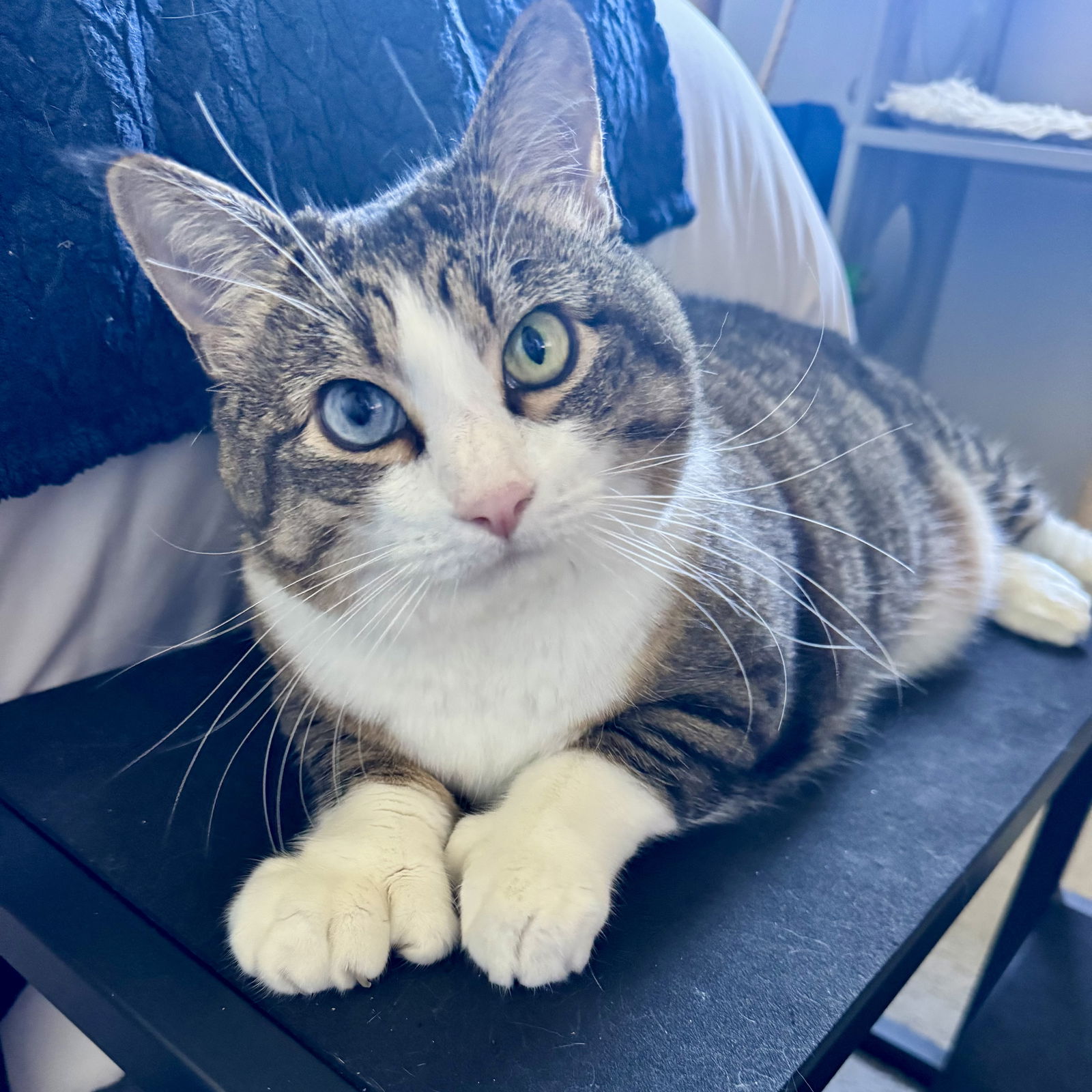 adoptable Cat in Princeton, MN named Miss Molly
