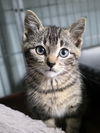 adoptable Cat in princeton, MN named Eugene Krabs