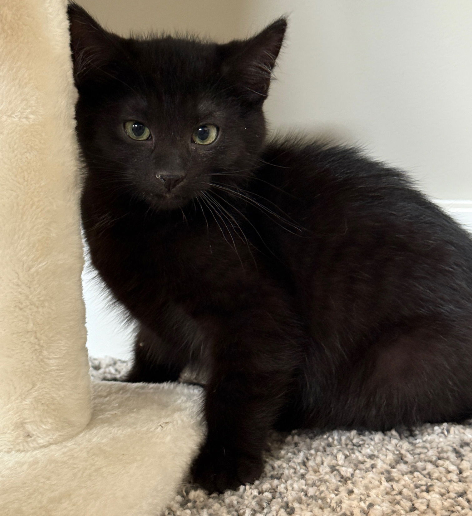 adoptable Cat in Princeton, MN named Steve