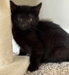 adoptable Cat in princeton, MN named Steve